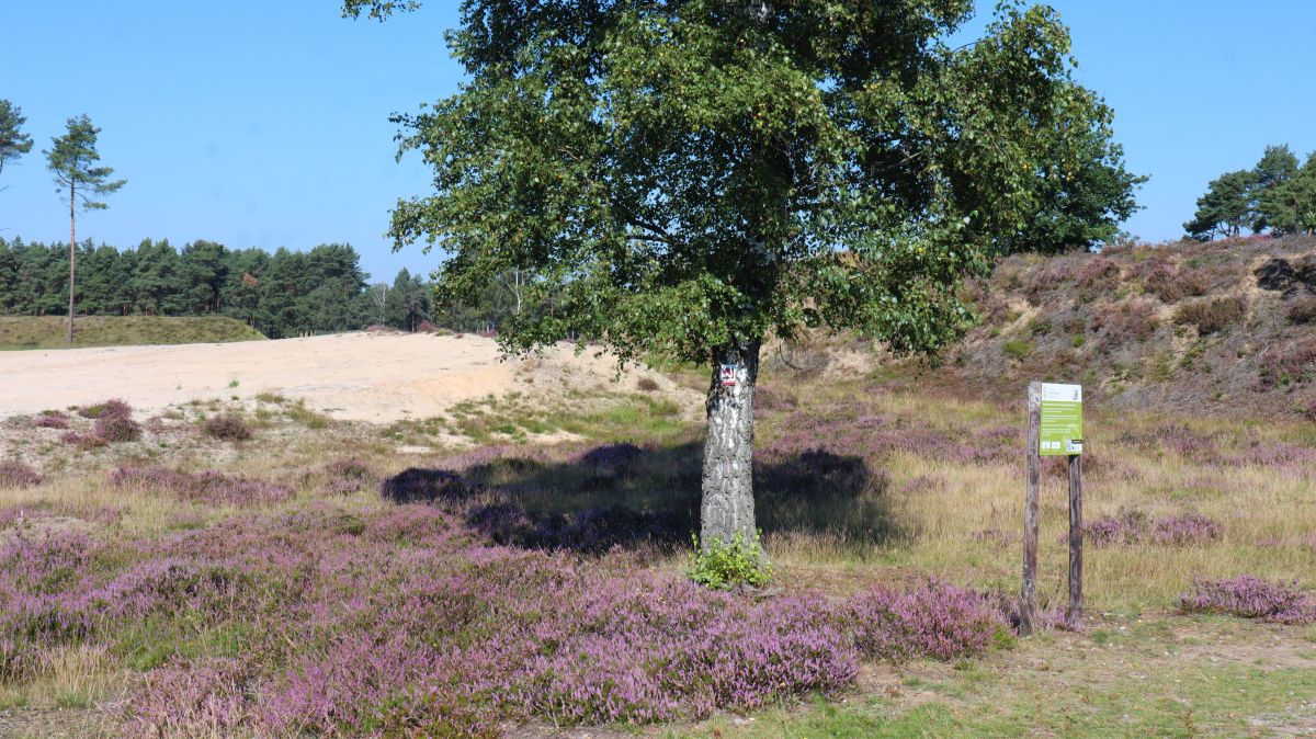 Heide und Sandflächen