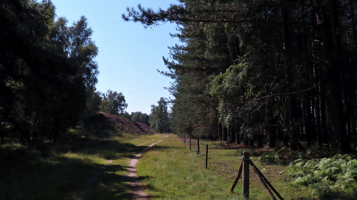 Weg zwischen Kiefernwald und Heidewall