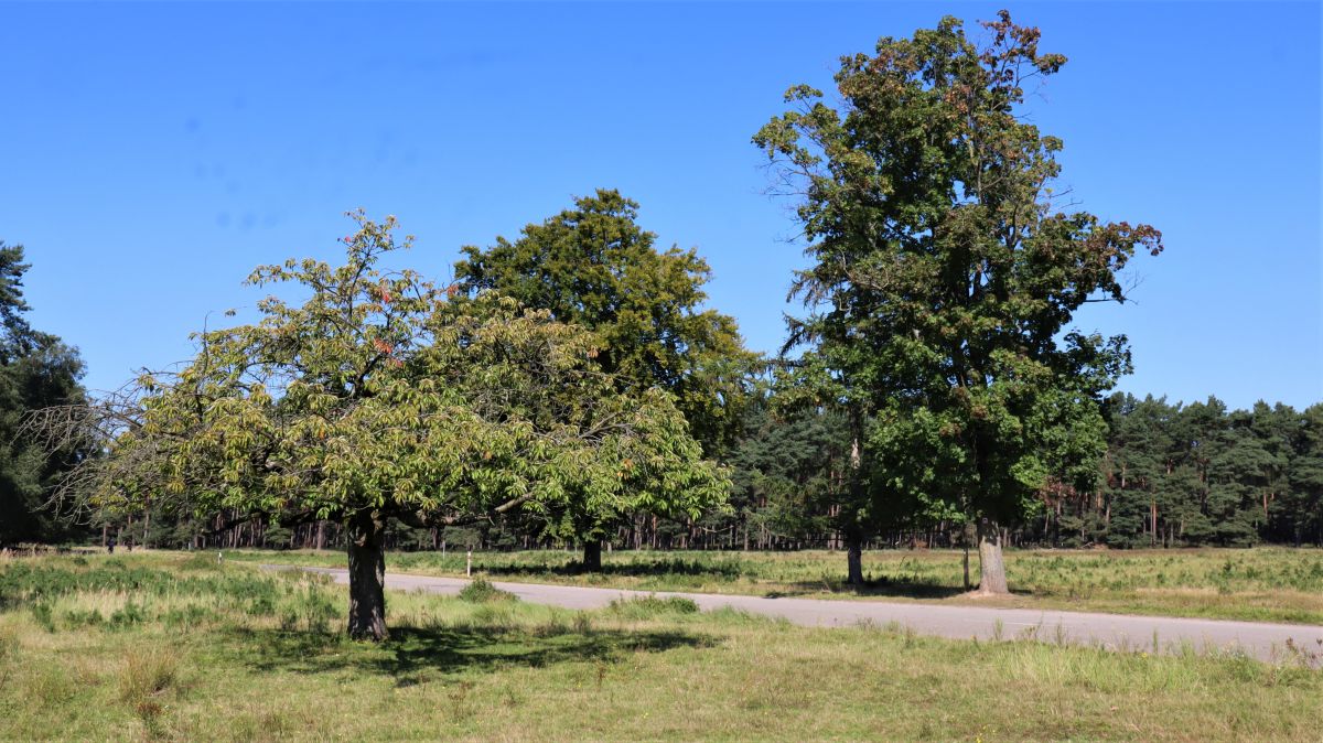 In der Nähe Eingang Heide Camp