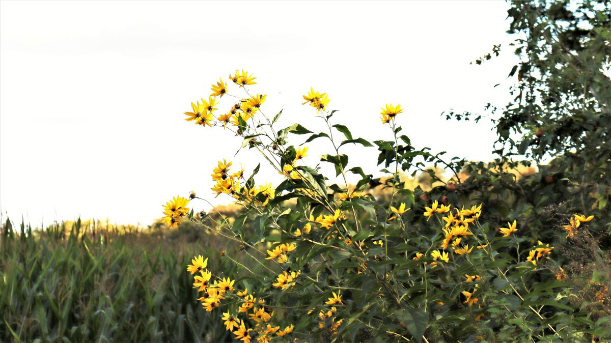 Sonnenblumen am Wegesrand