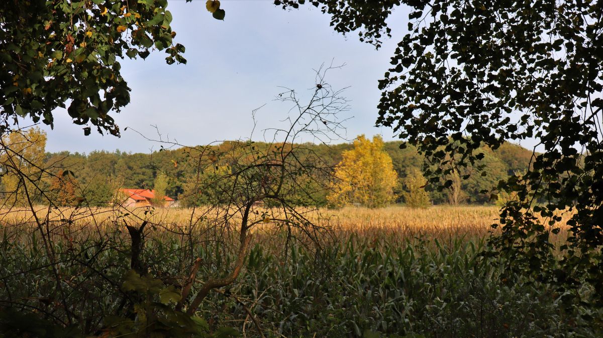 Maisfeld an der Niers