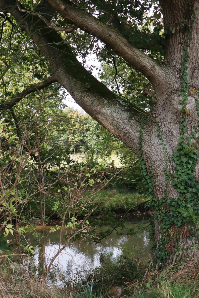 Eiche am Niersufer