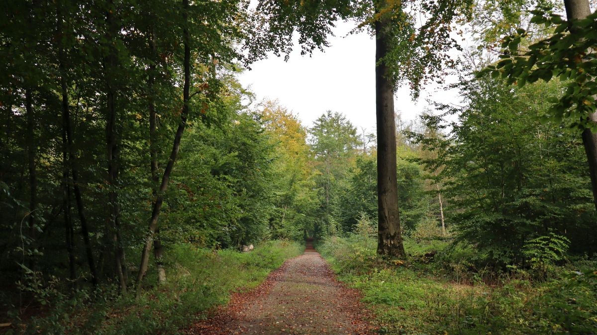 Im Wald hinter Schloss Wissen