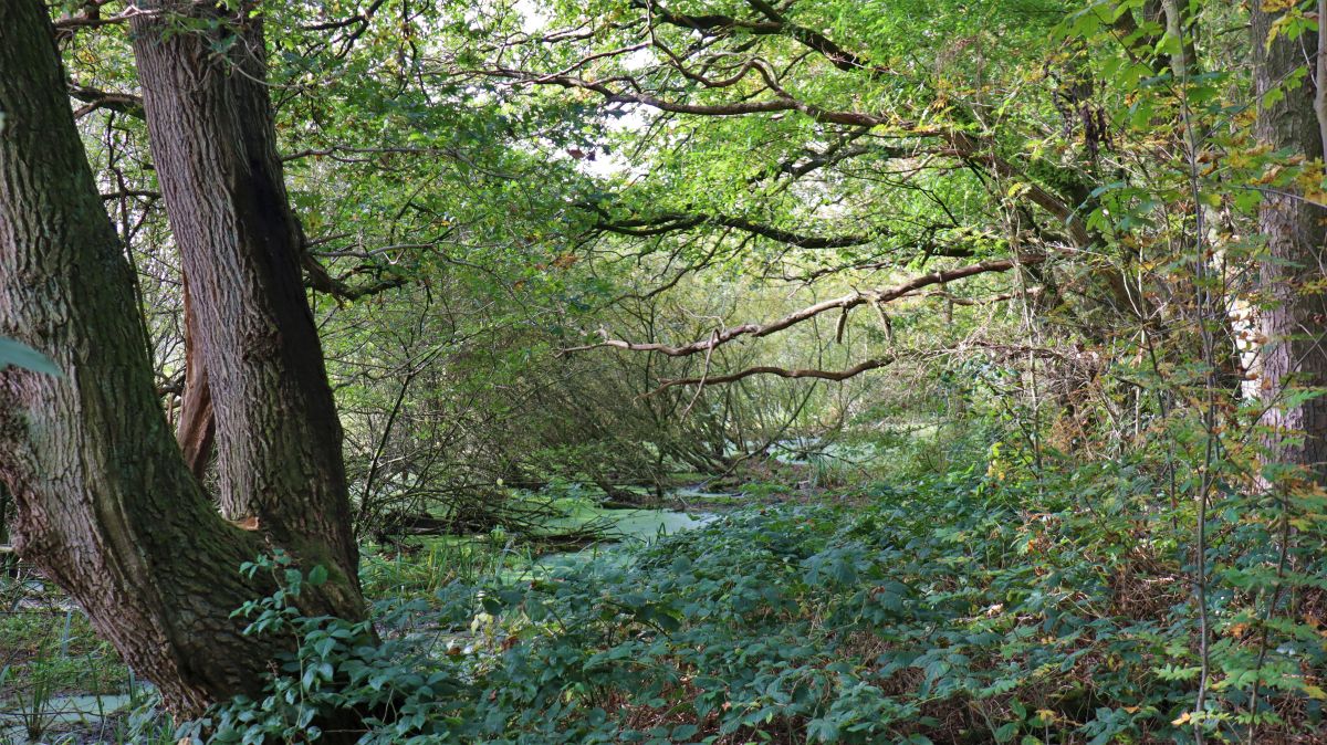 Brackwasser Niers-Altarm