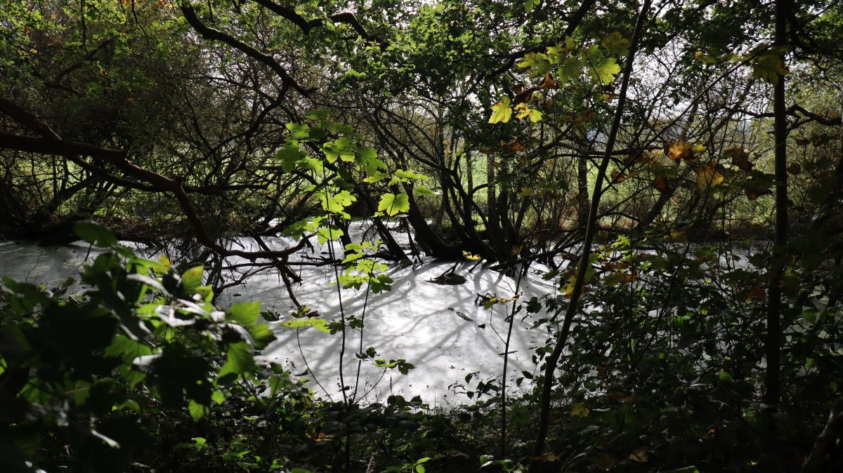 Brackwasser Niers-Altarm