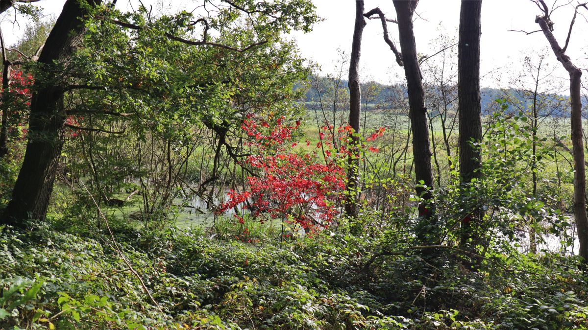 Niers-Altarm im Herbstkleid