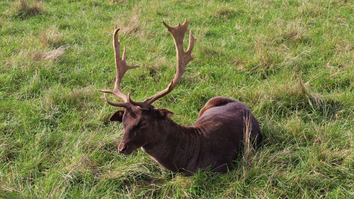 Hirsch im Wildgehege Weeze