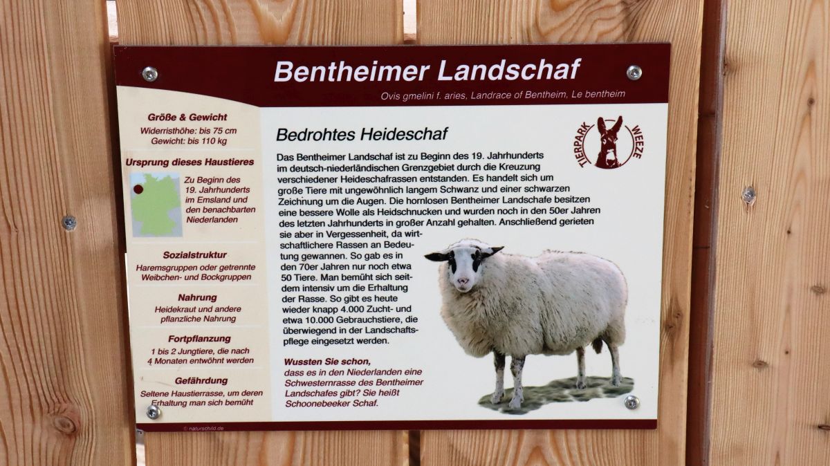 Schild Bentheimer Landschafe