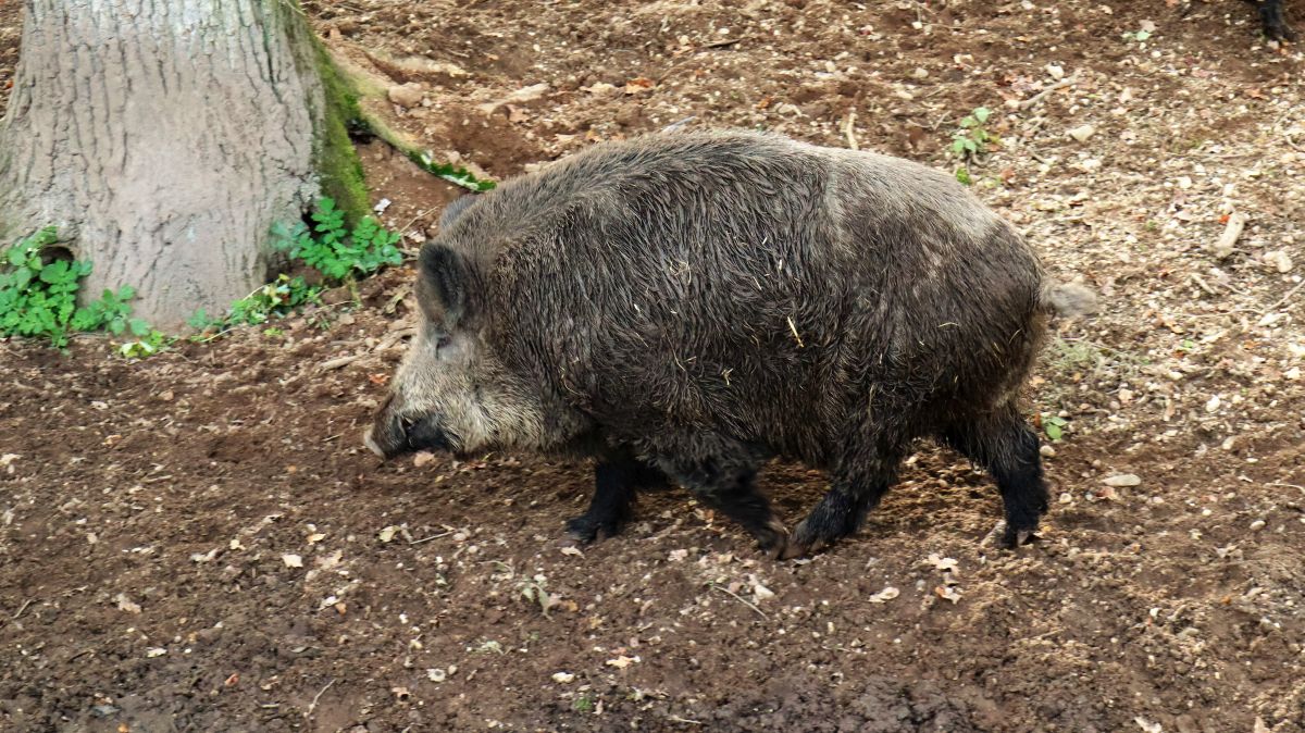 Wildschwein