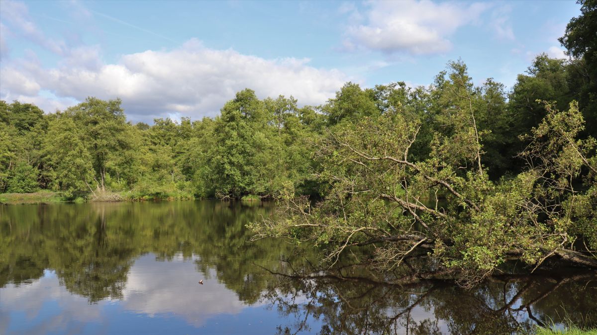 Dahlheimer Mühlenweiher