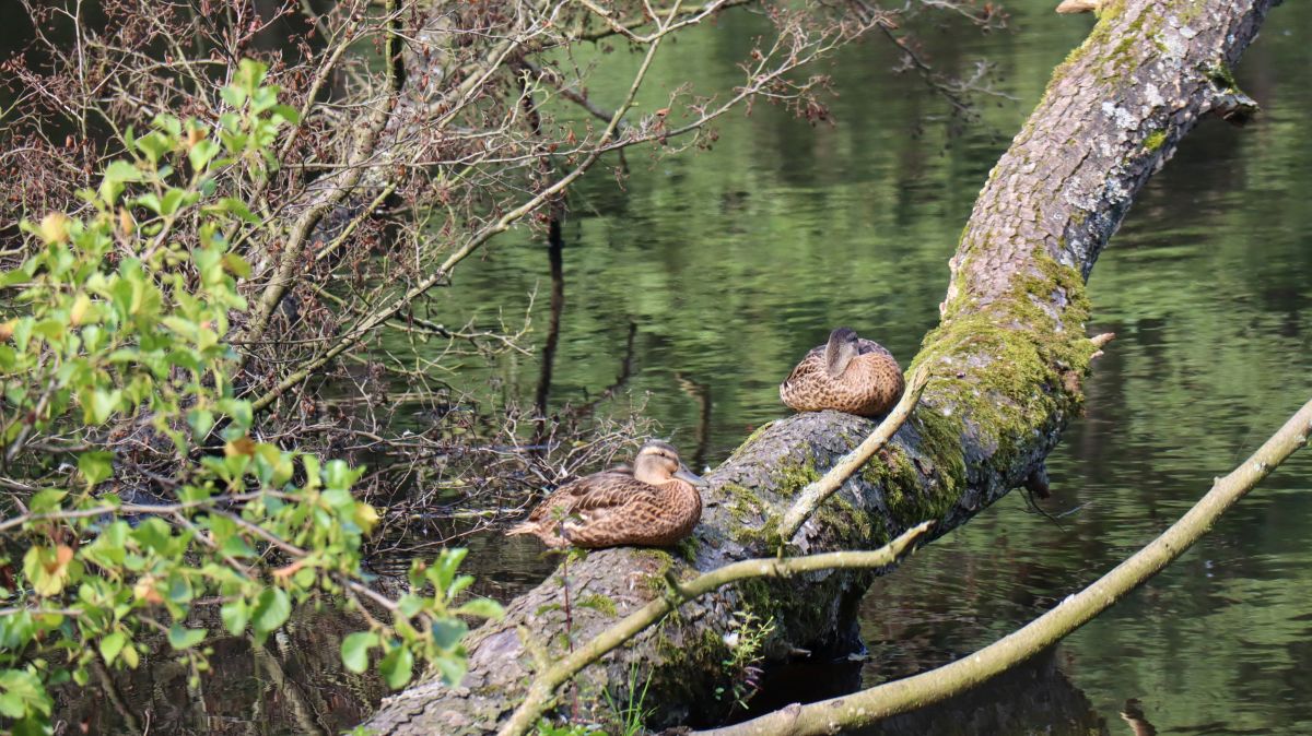 Stockenten am Dalheimer Weiher