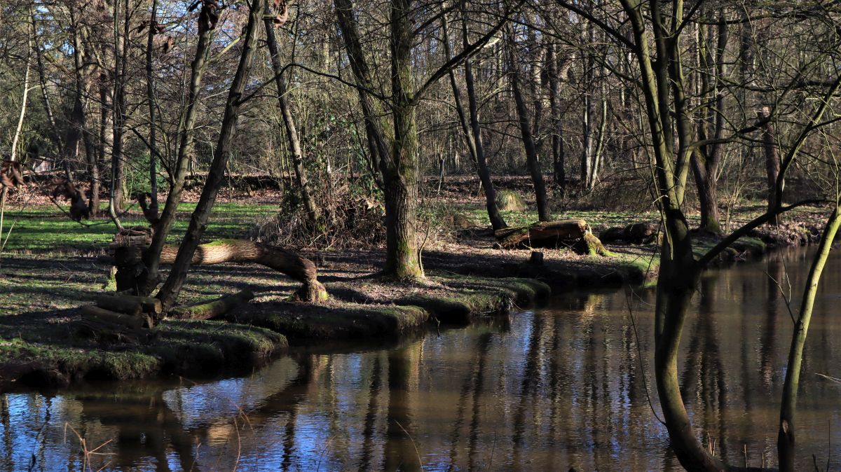 Biberspuren an der Schwalm bei Lüttelforst