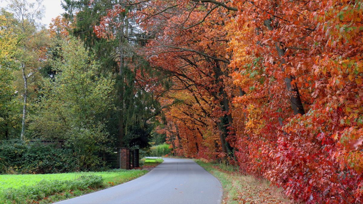 Ahorn an der Arsbecker Straße bei Schmitzhof