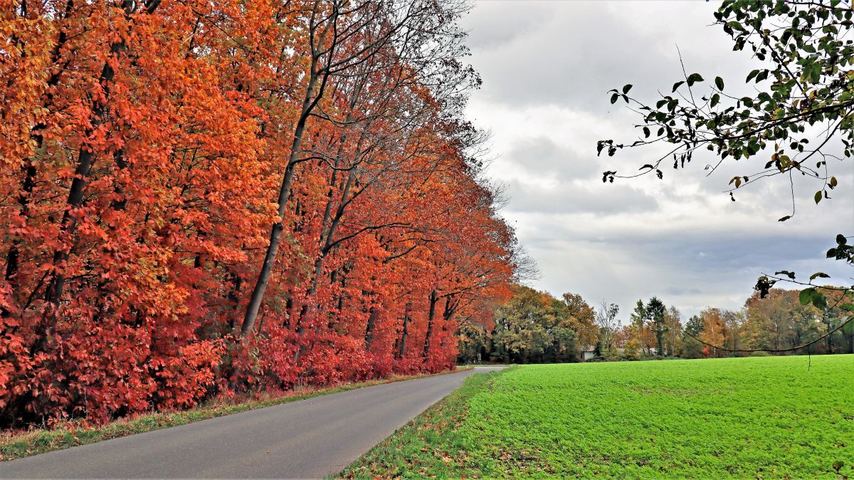 Ahornwald Arsbecker Straße bei Schmitzhof