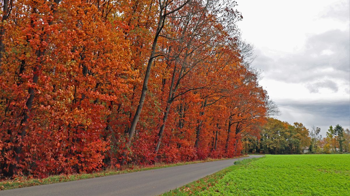 Arsbecker Straße bei Schmitzhof