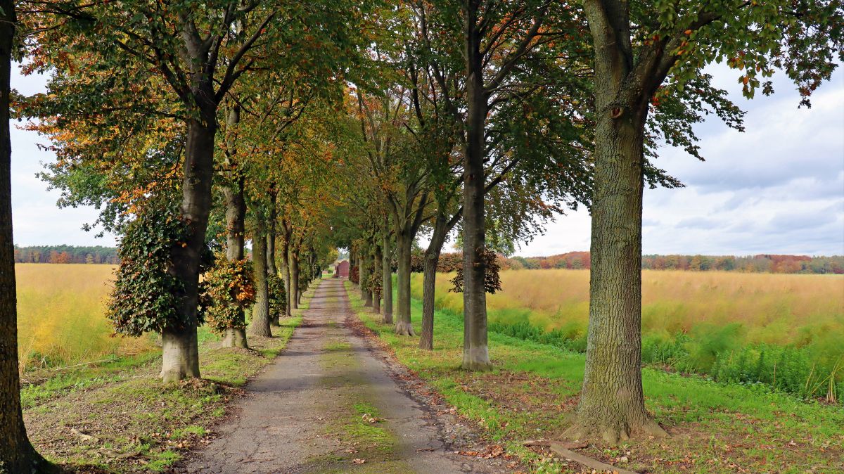 Alte Baumallee an der Arsbecker Straße