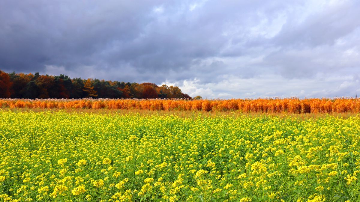 Rapsfeld und Schilf am Merbecker Busch