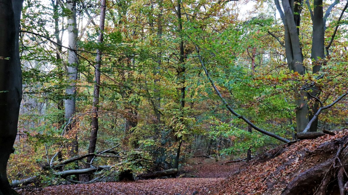 Auf dem Hohlweg zum Knippertzbach