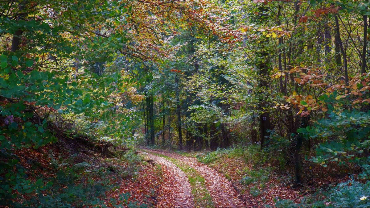 Auf dem Weg zur Pappelter Mühle