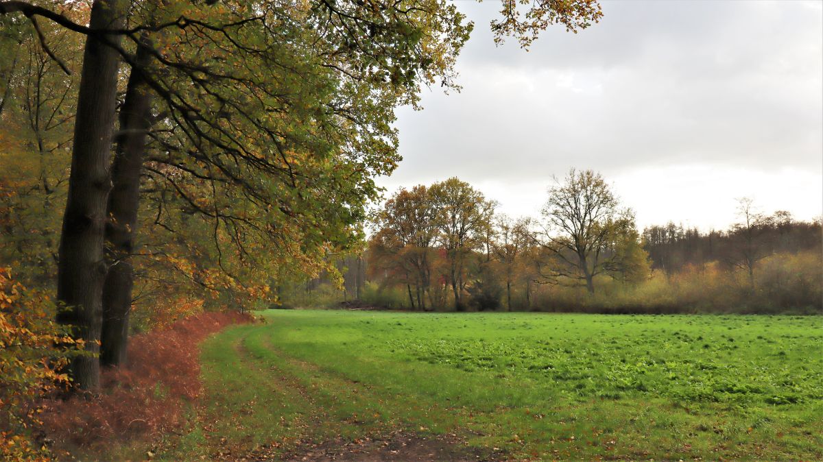 Waldwiese an der Pappelter Mühle