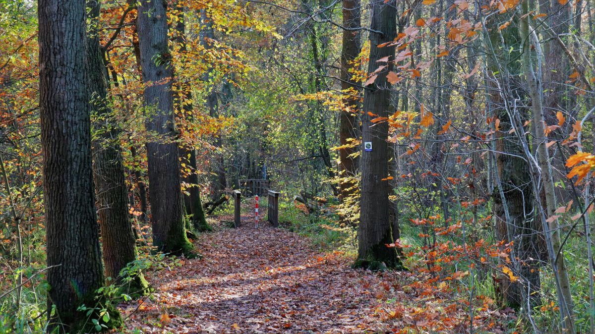 Brücken im Knippertzbachtal