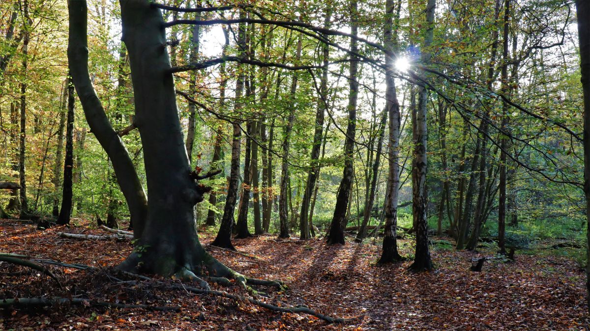 Im Wald an der ehemaligen Neumühle (abgerissen)