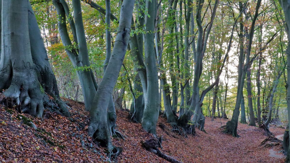 Mystischer Waldweg im Molzental