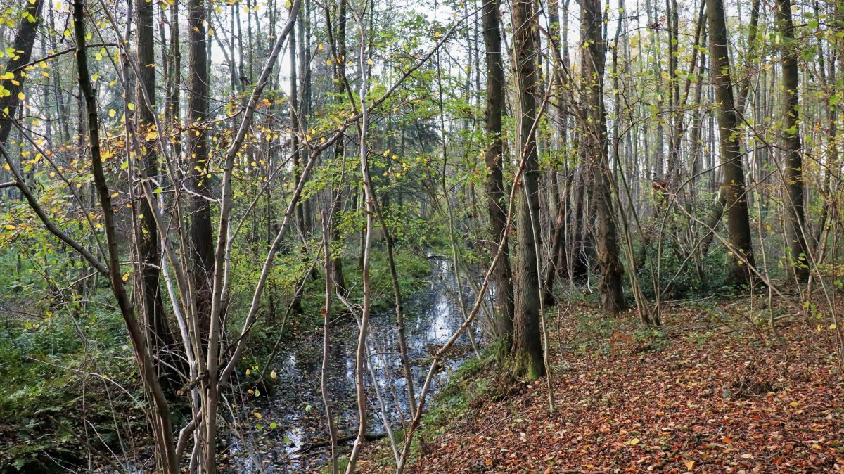 Schwalm Altarm am Feltenberg