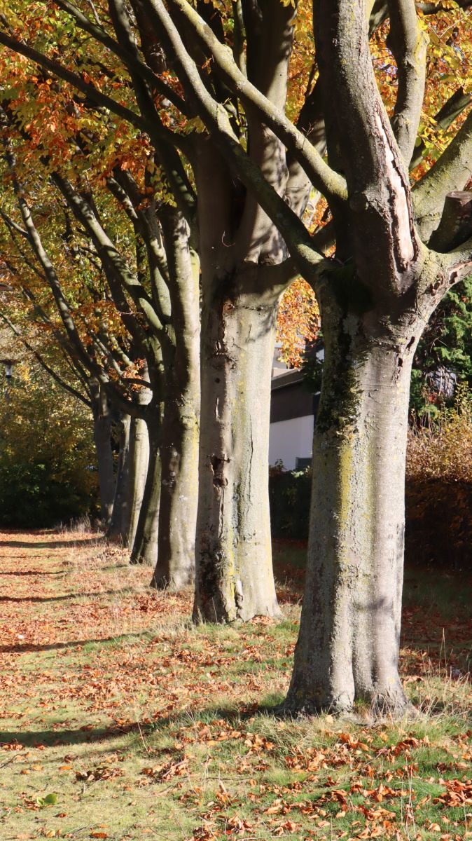 Allee am Ziegelweiher