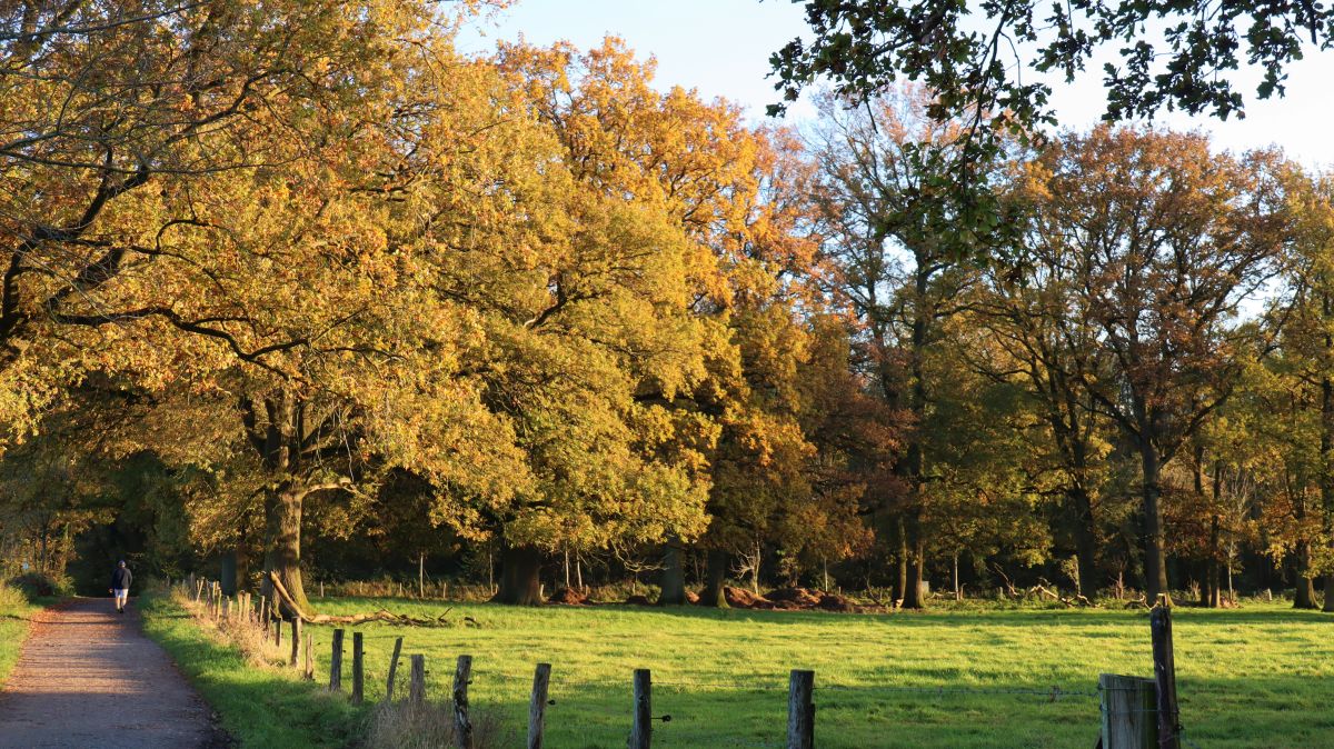 Weiden und Eichen bei Laar