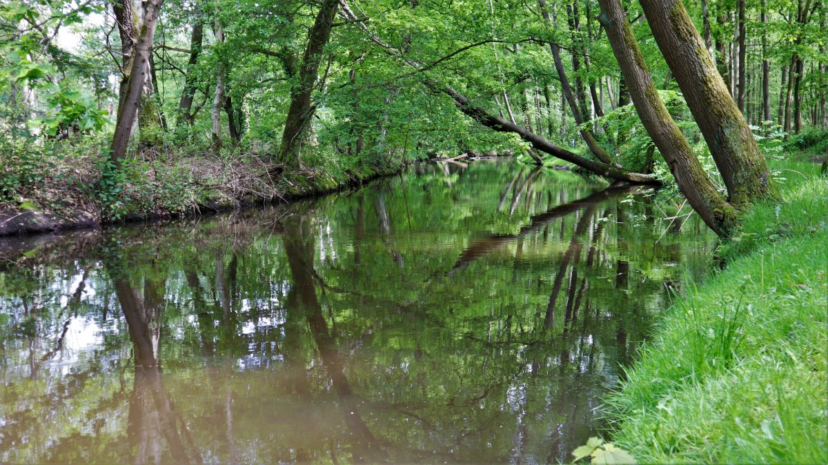 Schwalm bei Lüttelforst