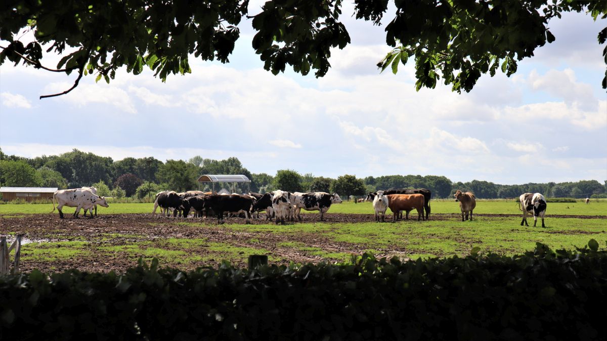 Kuhweide im Schwaamerfeld