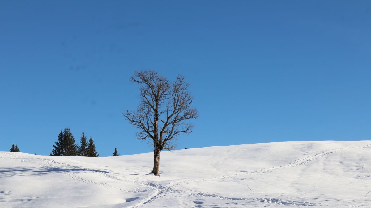 Baum auf der Hemmersuppenalm