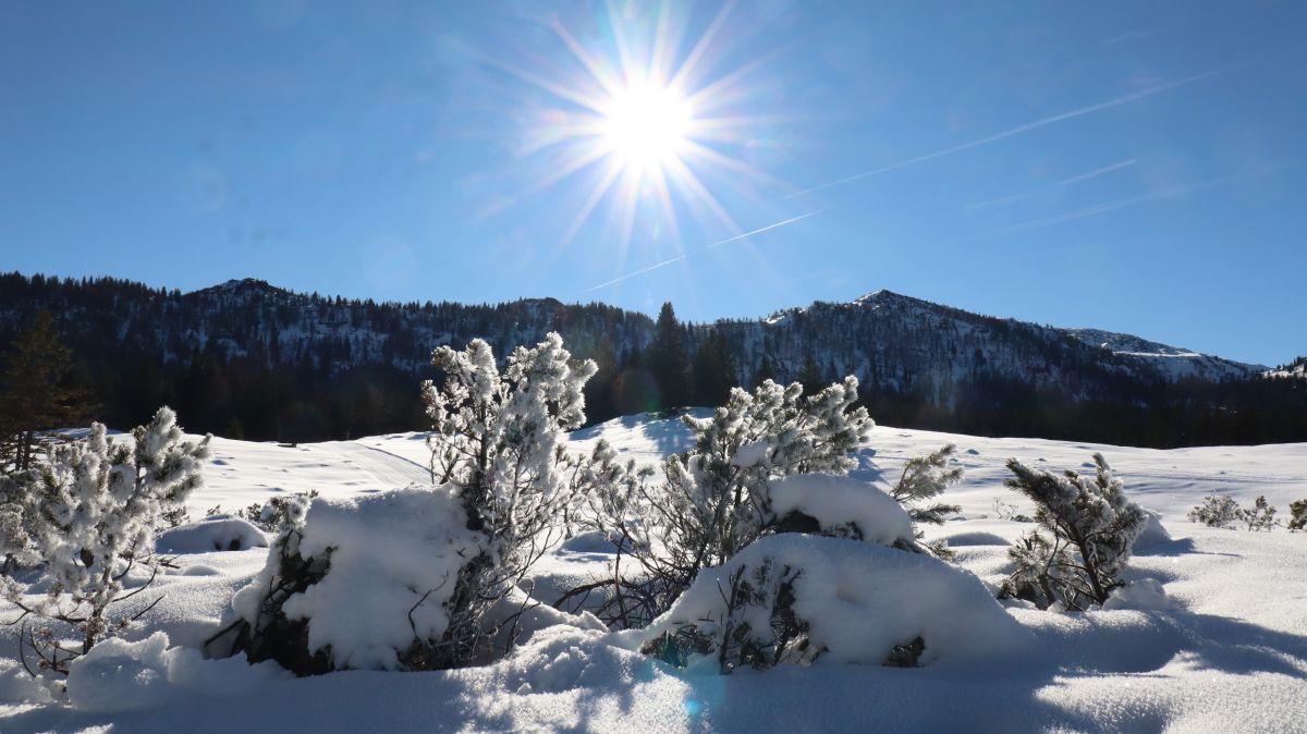 Verschneite Kiefern auf der Hemmersuppenalm