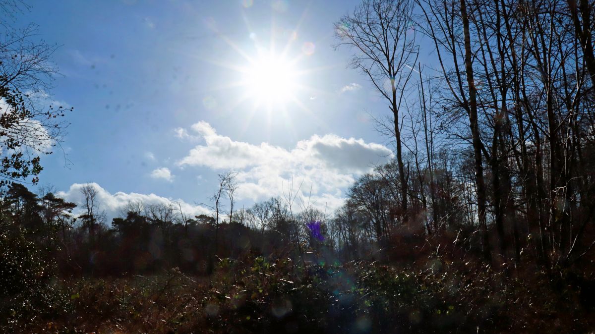 Lichtung im Beeckerwald