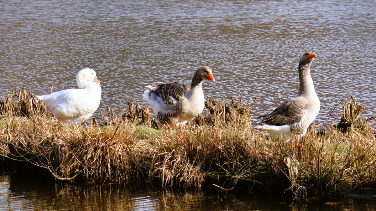 Gänse am Holtmühlenweiher