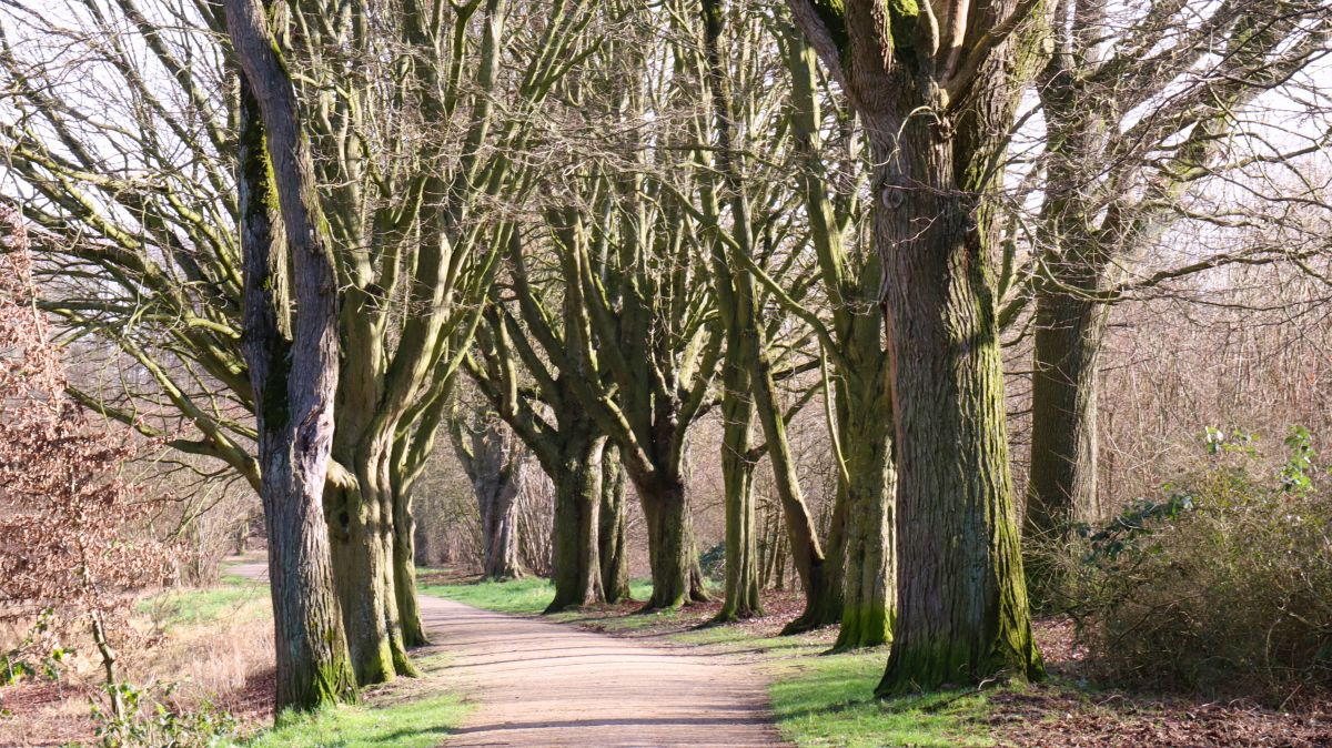 Allee an Haus Greiffenhorst