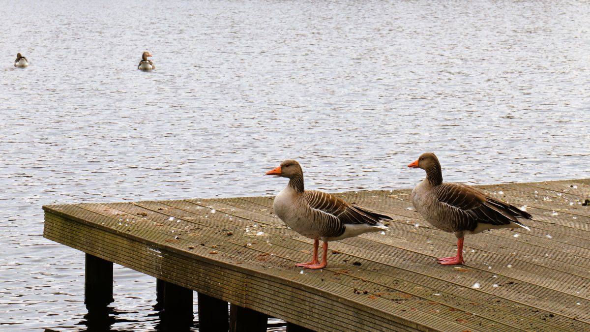 Am Holtmühlenweiher