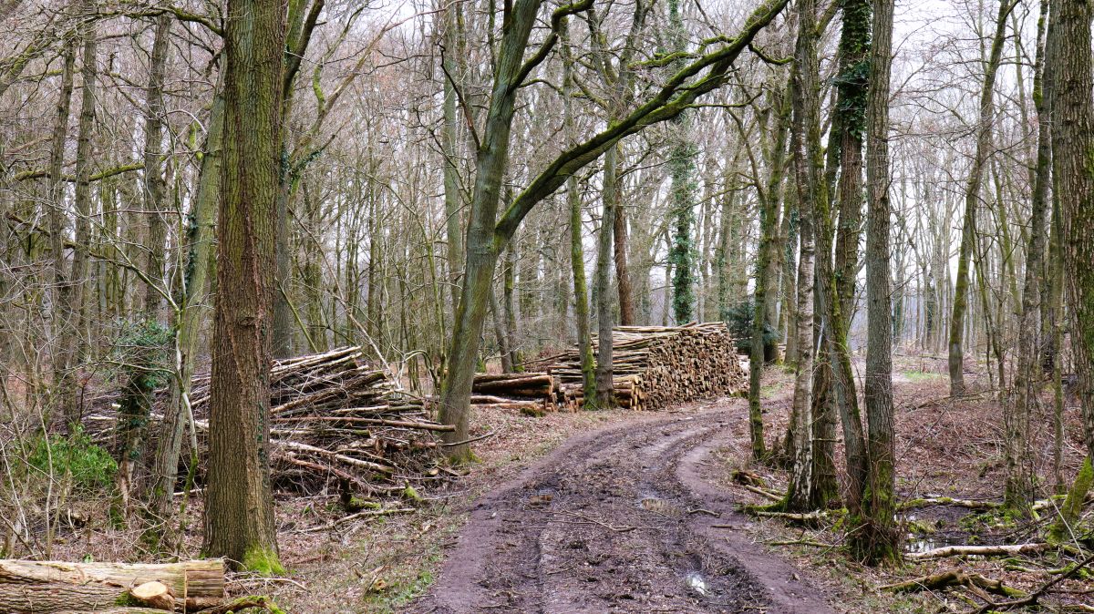 Im Beeckerwald nach Ellinghoven