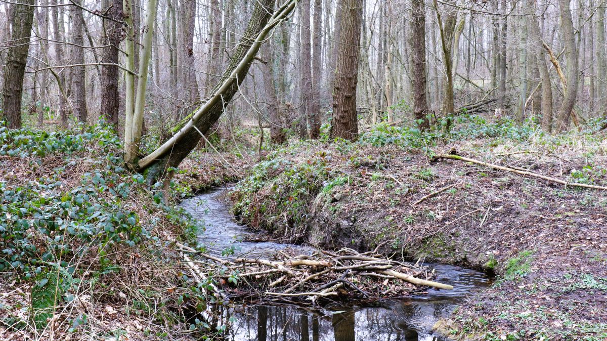 Mühlenbach bei Eickelnberg