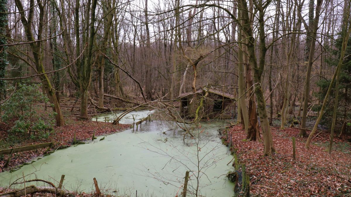 Verfallener Fischteich bei Gatzweiler