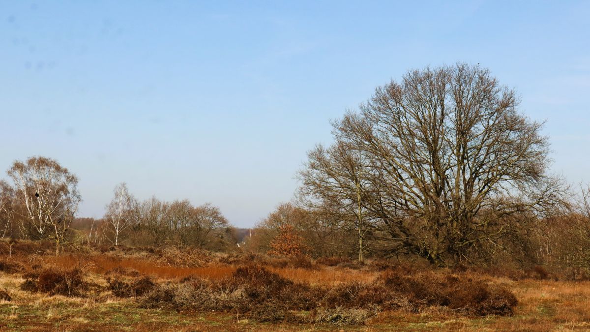 Heide im NSG Egelsberg