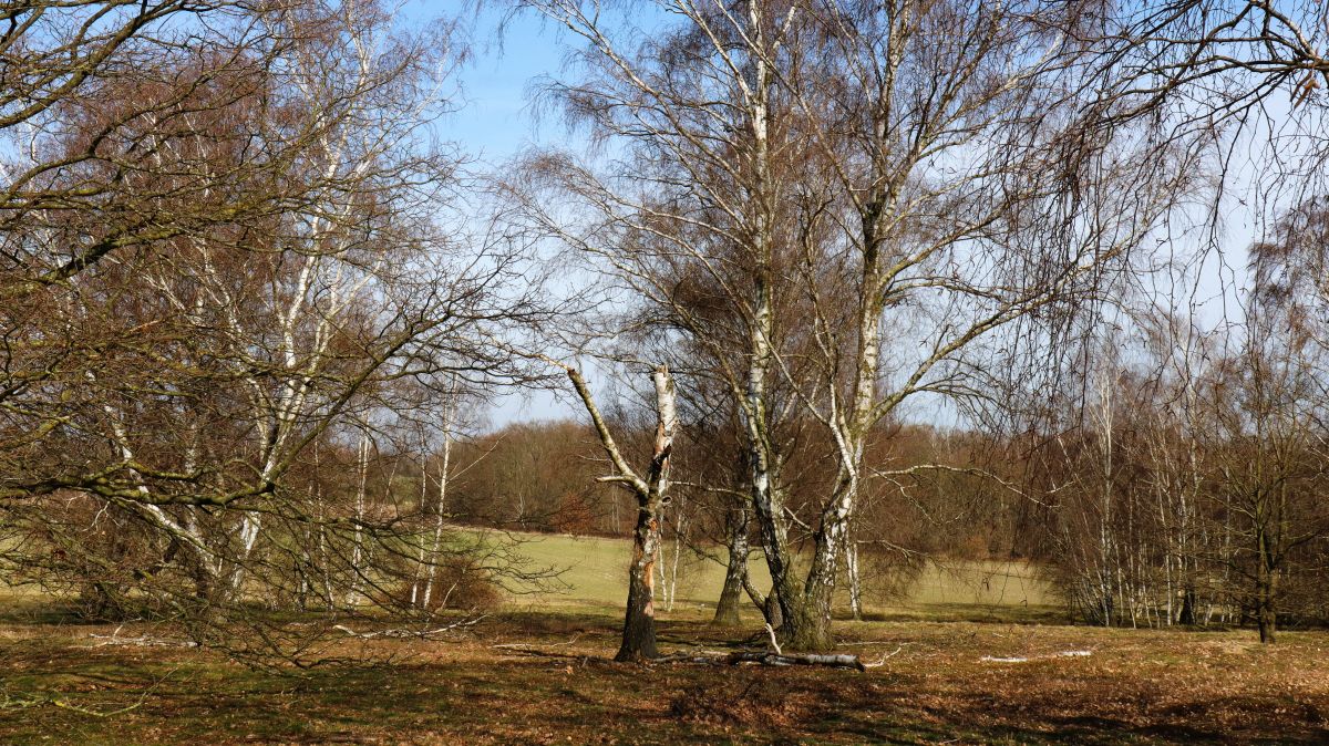 Birken im NSG Egelsberg