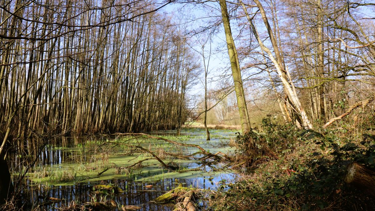 Feuchtgebiet am Achterrathsheidegraben