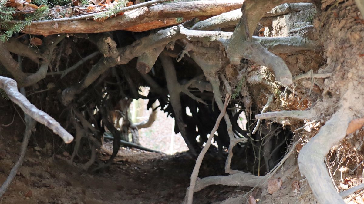 Blick in die Wurzelhöhle