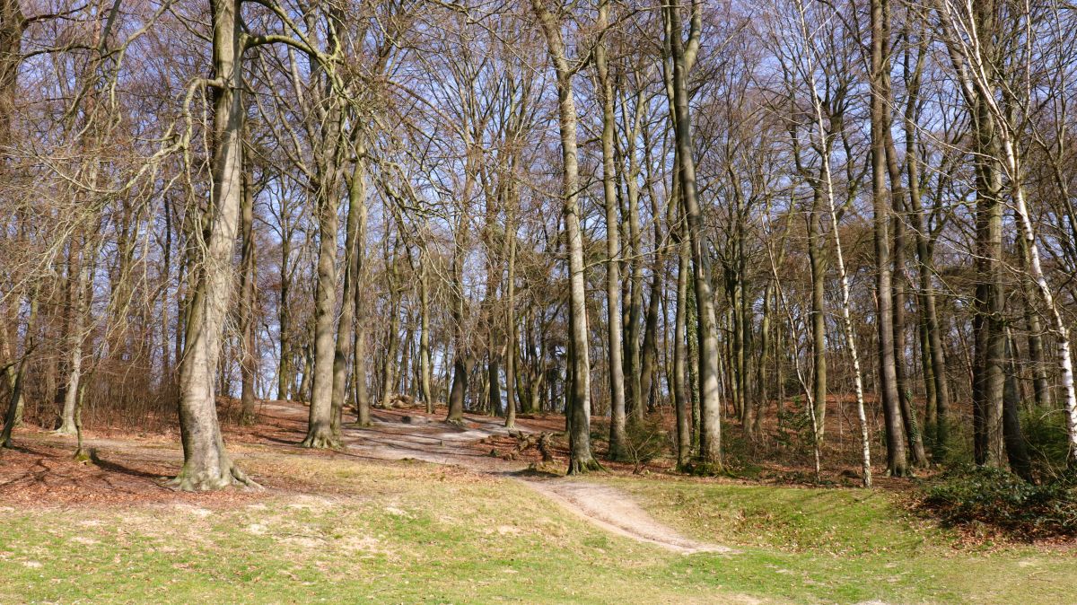 Mühlenberg Kleverwald