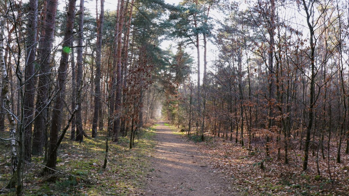 Im Wald an der Knuppstraße