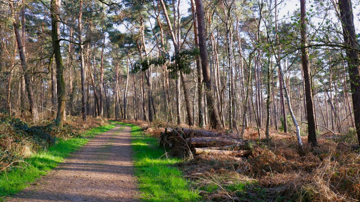 Waldweg nach Niederbusch