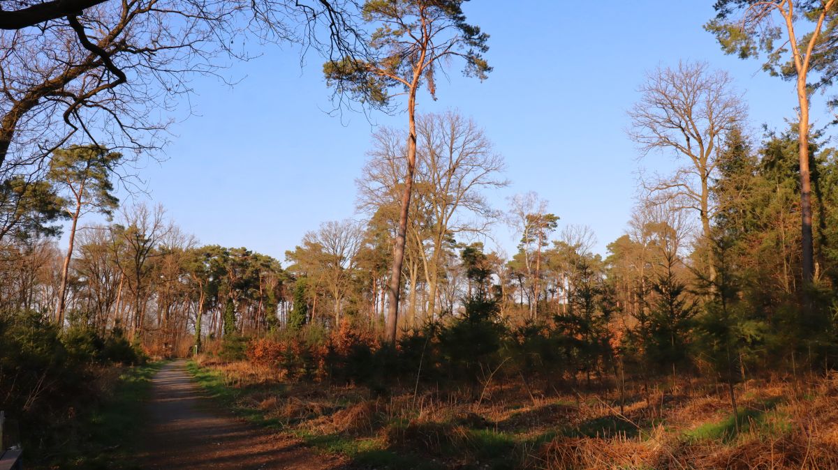 Waldweg bei Niederbusch