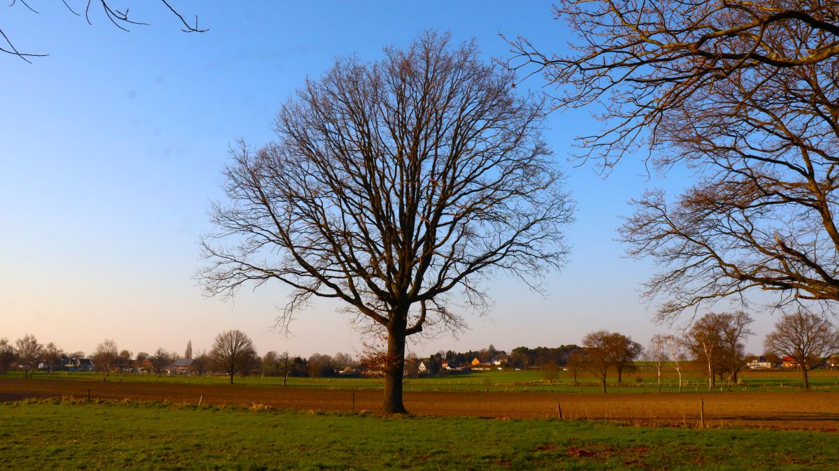 Baum bei Stahe